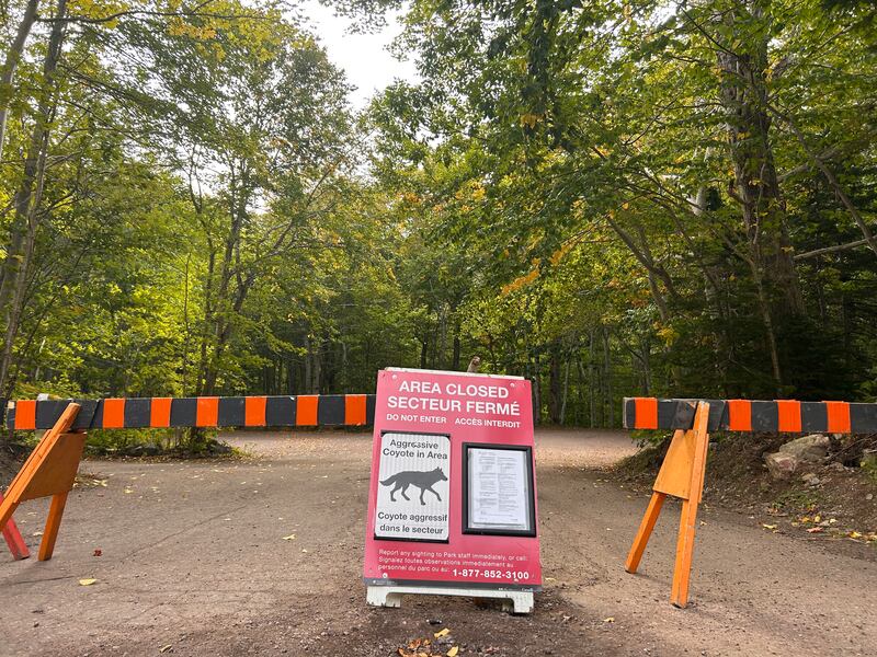 Visitors and residents are asked to respect closures and signage in Cape Breton Highlands National Park after a visitor was bitten by a coyote. (Ryan MacDonald/CTV Atlantic)