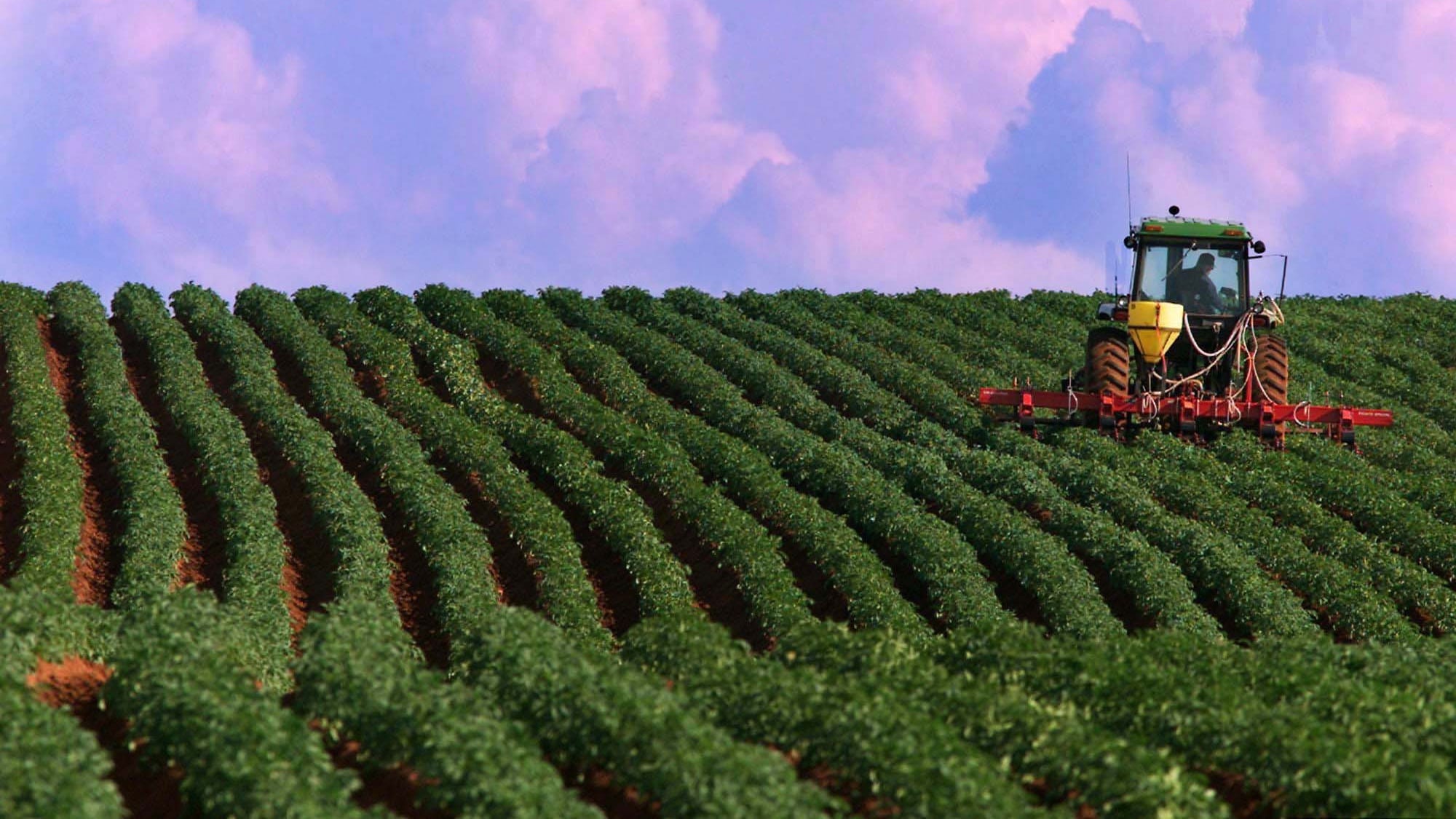 A farmer works on a P.E.I. potato field. THE CANADIAN PRESS/Andrew Vaughan