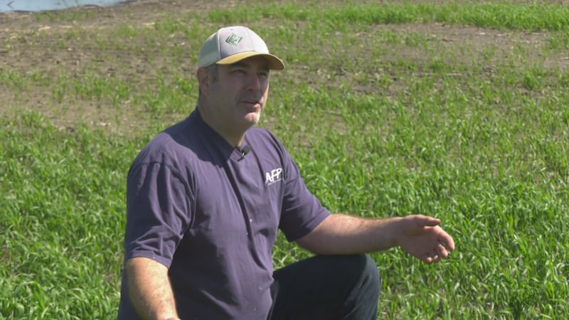 Chris Allam speaks to CTV News Edmonton in one of his oat fields in Thorhild County on June 25, 2026. (Sean McClune / CTV News Edmonton)