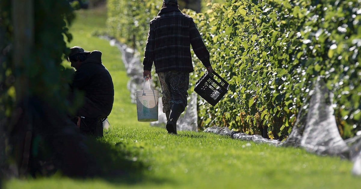 U.S. Tariffs and Looming Bans Weigh on Canadian Wine, But One Expert Sees Opportunity at Home