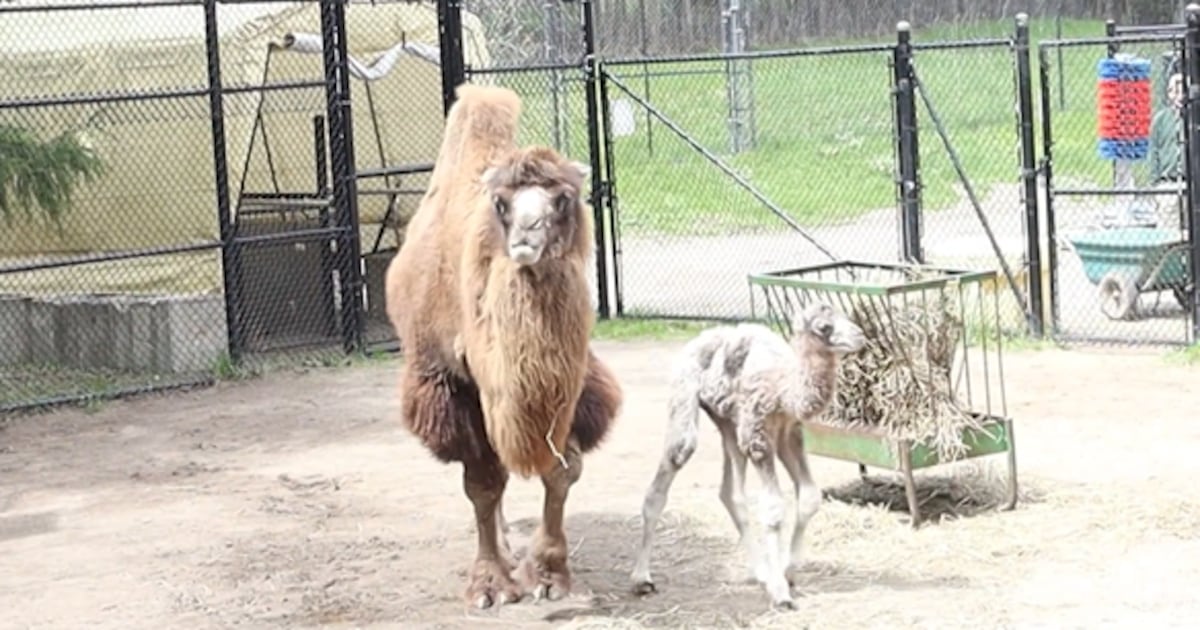 „Unglaublich“: Der Zoo von Toronto verkündet die Geburt eines neuen ...