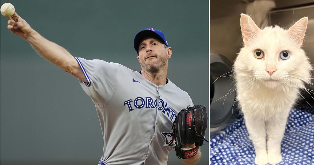 Moose Jaw Humane Society names cat after Blue Jays’ pitcher