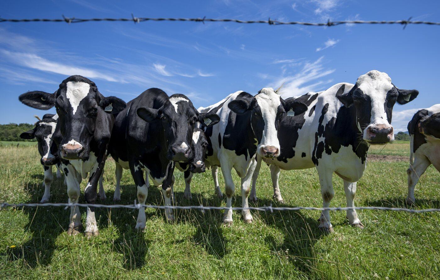 Canadian Dairy Farmers Prepare for Potential U.S. Tariffs