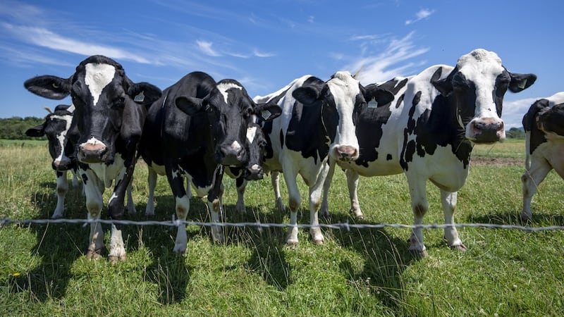 Dairy farmers warn against concessions as U.S. tariff deadline looms