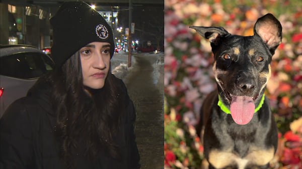 Toronto woman demands accountability after she says her dog was electrocuted while walking downtown