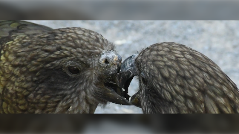 A subordinate male, seen in a screenshot at right, preens the inside of Bruce's lower beak. (Current Biology)