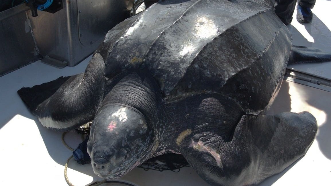 A leatherback sea turtle tagged off Nova Scotia is pictured. (Courtesy of DFO)