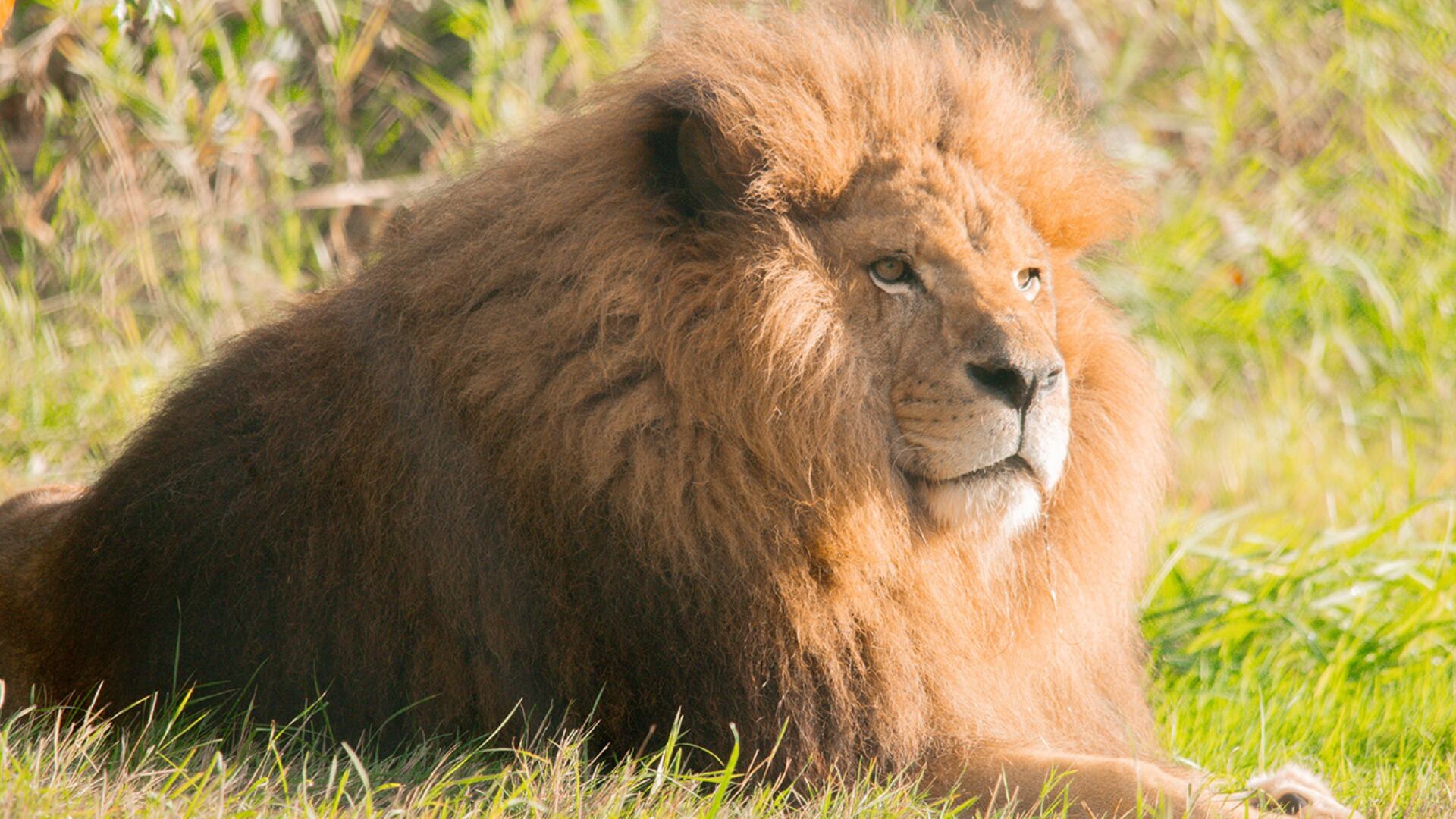 Boomer the lion