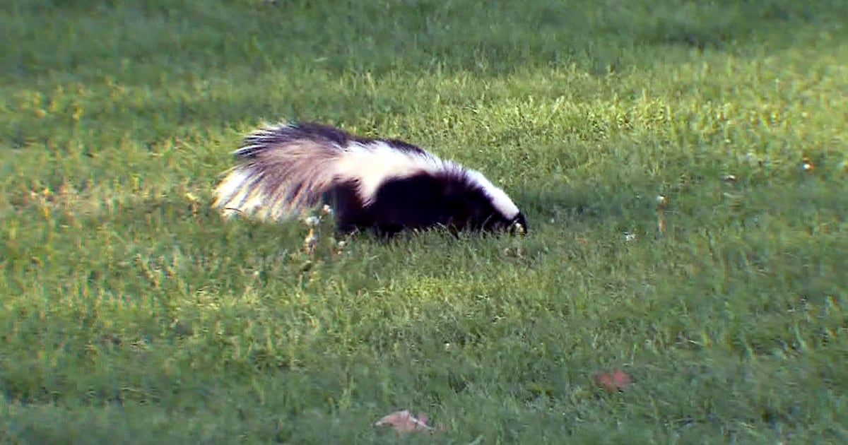 What to do if your dog gets sprayed by a skunk