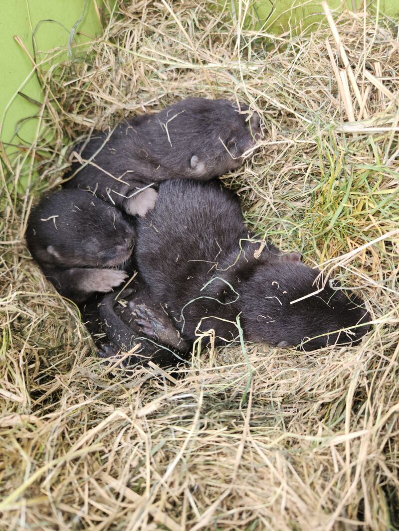 Baby river otter removal