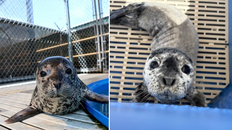 Rescued seals released