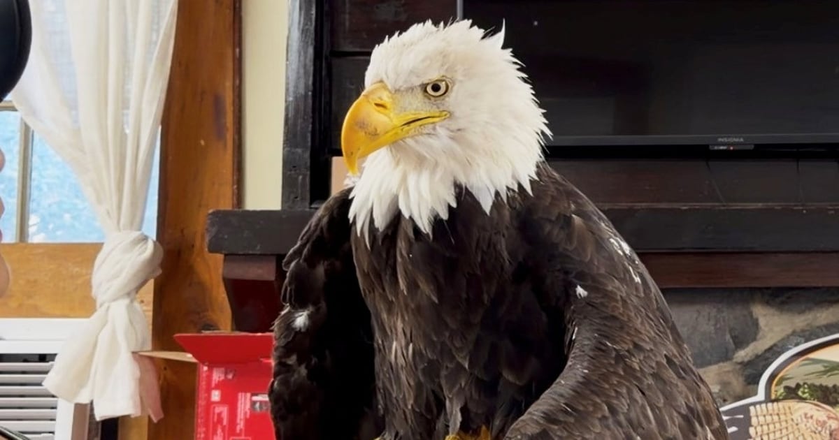 Jackie the California bald eagle died of bird flu