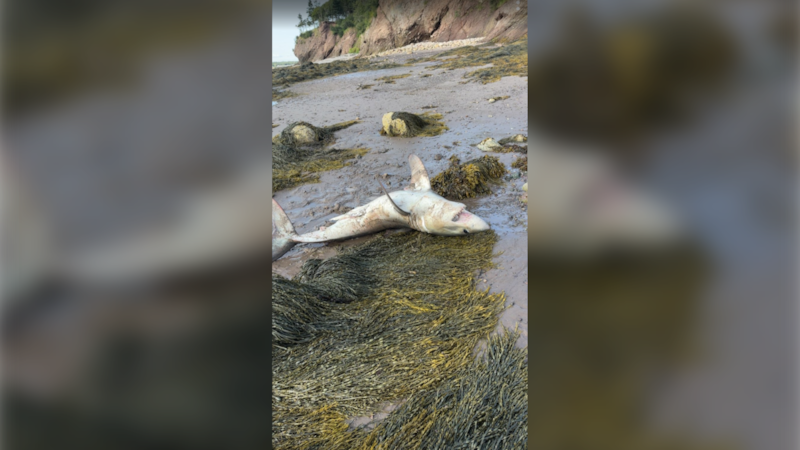 porbeagle shark on shore