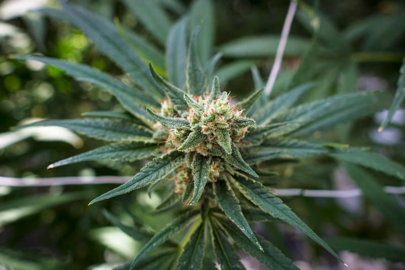 A cannabis plant approaching maturity is photographed at the CannTrust Niagara Greenhouse Facility during the grand opening event in Fenwick, Ont., on Tuesday, June 26, 2018. THE CANADIAN PRESS/ Tijana Martin