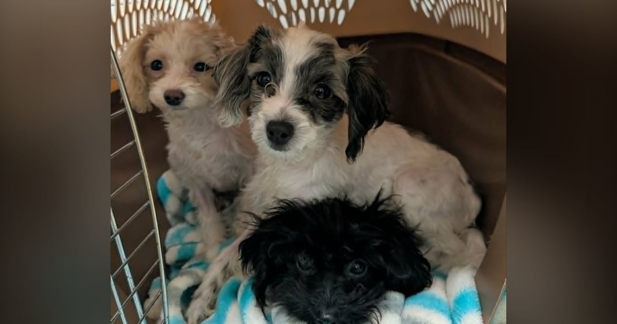 97 Dogs Seized From Fort McMurray Home, Woman Facing Charges