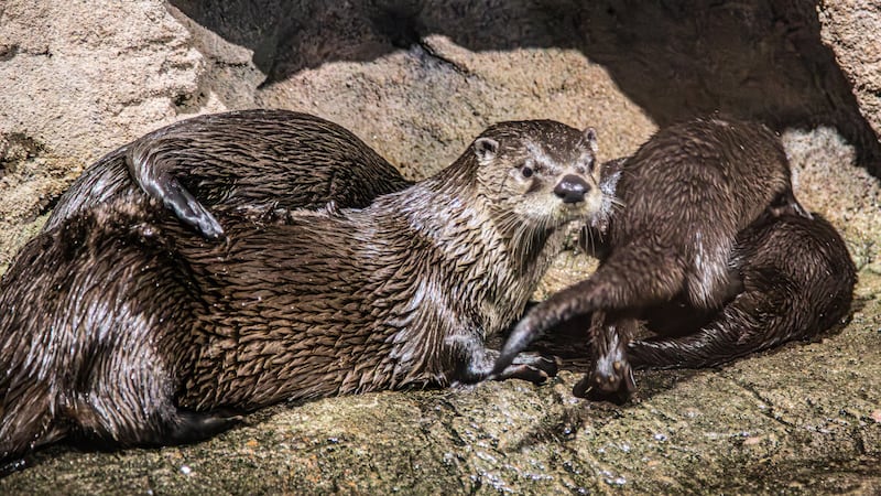 Toronto Zoo unveils names of river otter pups