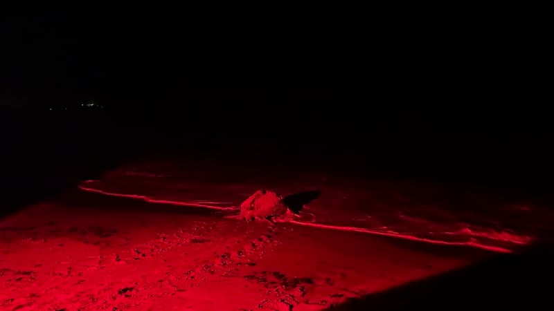 A leatherback sea turtle is seen heading into the ocean in the darkness of night with red light illuminating the image.