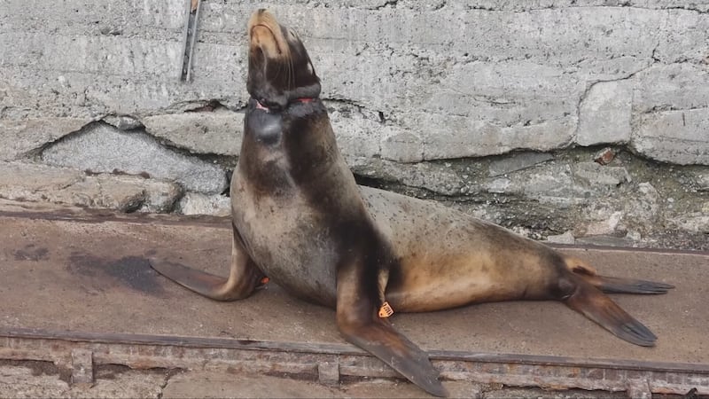 The rescued sea lion is being monitored by eco guardians at Race Rocks following the successful removal of the fishing gear.