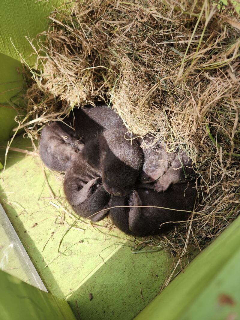 Baby river otter removal