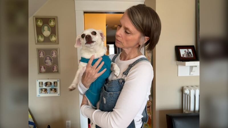 Lisa Lavoie is pictured holding a10-year-old Chihuahua mix named Smidgen. (CTV Atlantic / Stephanie Tscios)