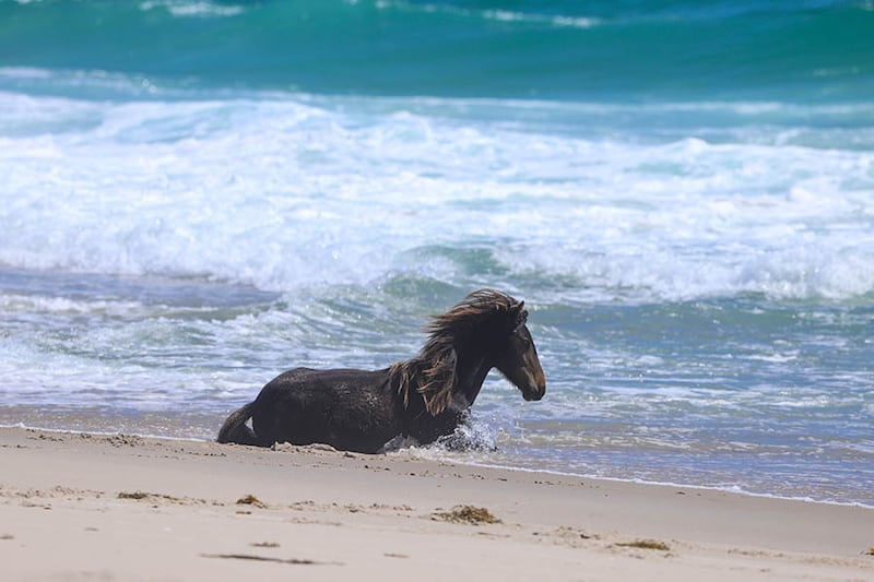 A wild horse is pictured on Sable Island, N.S. (Courtesy of the Government of Canada)