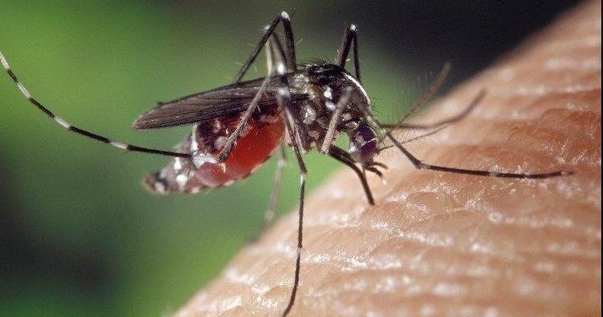 Maple Express | July 31, 2026 Toronto Mosquito Season Begins: What It Means for West Nile Virus