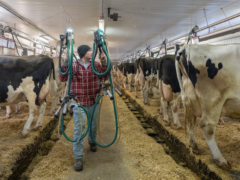 What's the deal with 6% fat milk, newly on the market in Ontario?
