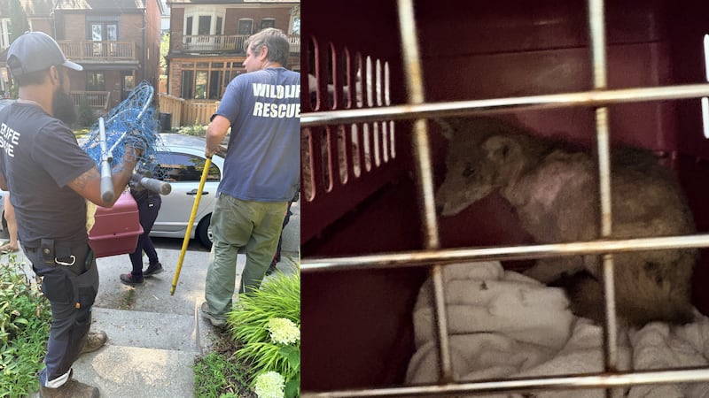 ‘There was a coyote in my bed’: Toronto family recounts ‘very stinky’ encounter with urban wildlife