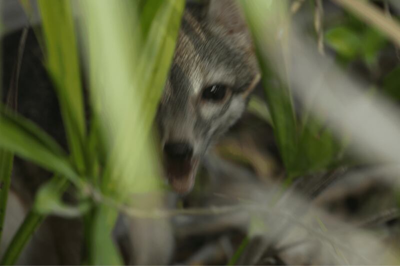 An adult Cozumel dwarf fox is shown partially hidden behind foliage before it was rescued on Sept. 14 , 2023. (Rafael Chacón)