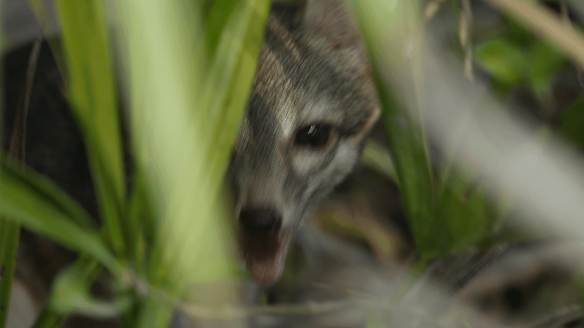 An adult Cozumel dwarf fox is shown partially hidden behind foliage before it was rescued on Sept. 14 , 2023. (Rafael Chacón)
