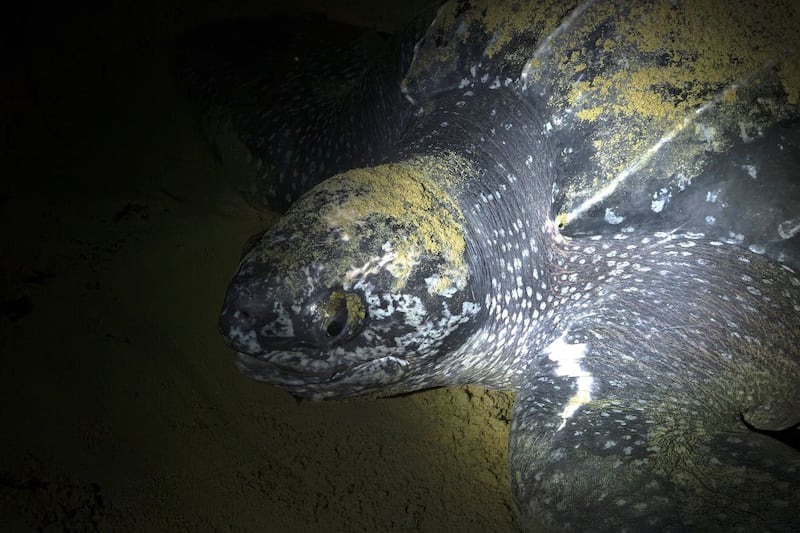 The face of a leatherback sea turtle sighted this season is pictured. (Courtesy of DFO)