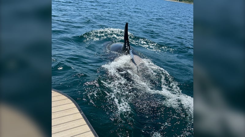 An orca is pictured in the water.