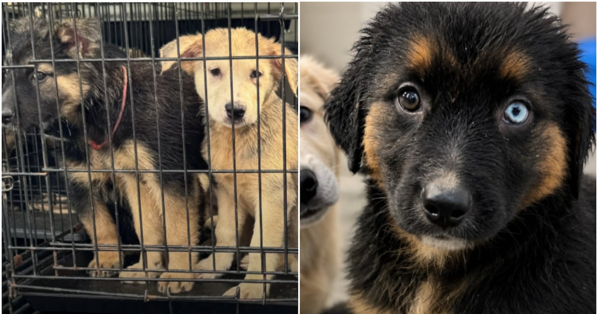 A dozen of eight-week-old puppies found abandoned roadside in Niagara ...
