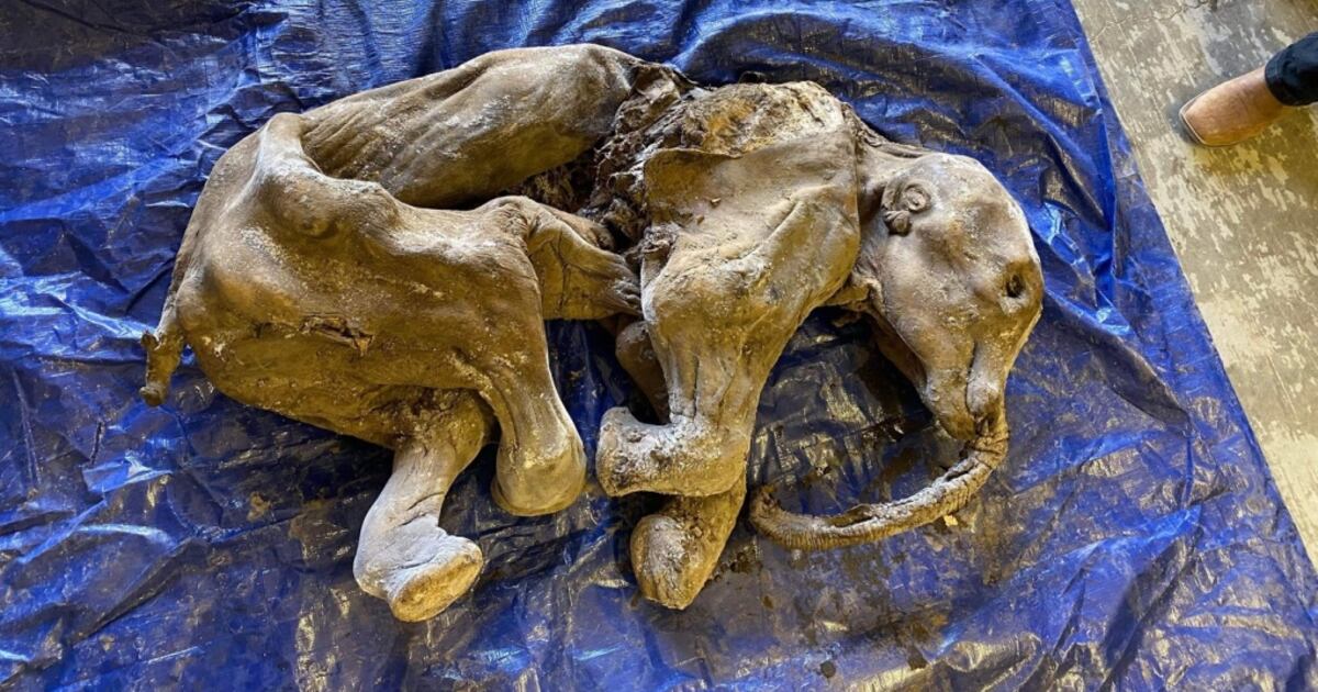 Miners say baby woolly mammoth find in Yukon is biggest event in life ...