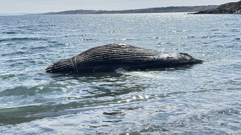 Dead humpback whale wrapped in rope washes ashore in eastern Newfoundland