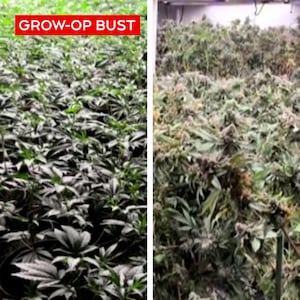 Police seize $1.5M of cannabis after illegal grow operation busted in Brampton