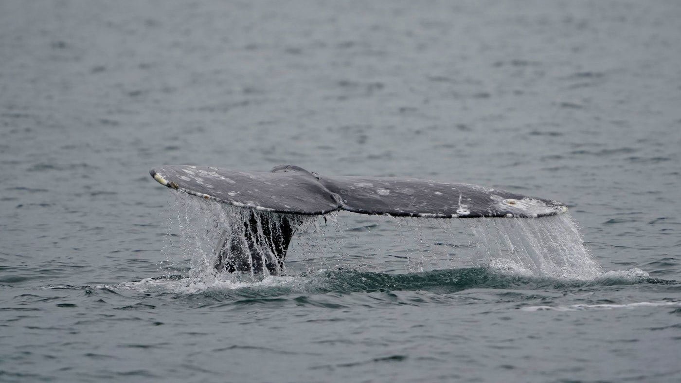 A grey whale dives near Whidbey Island as seen from a Pacific Whale Watch Association vessel, May 4, 2022, in Washington state. (AP Photo/Ted S. Warren, File)
Ted S. Warre