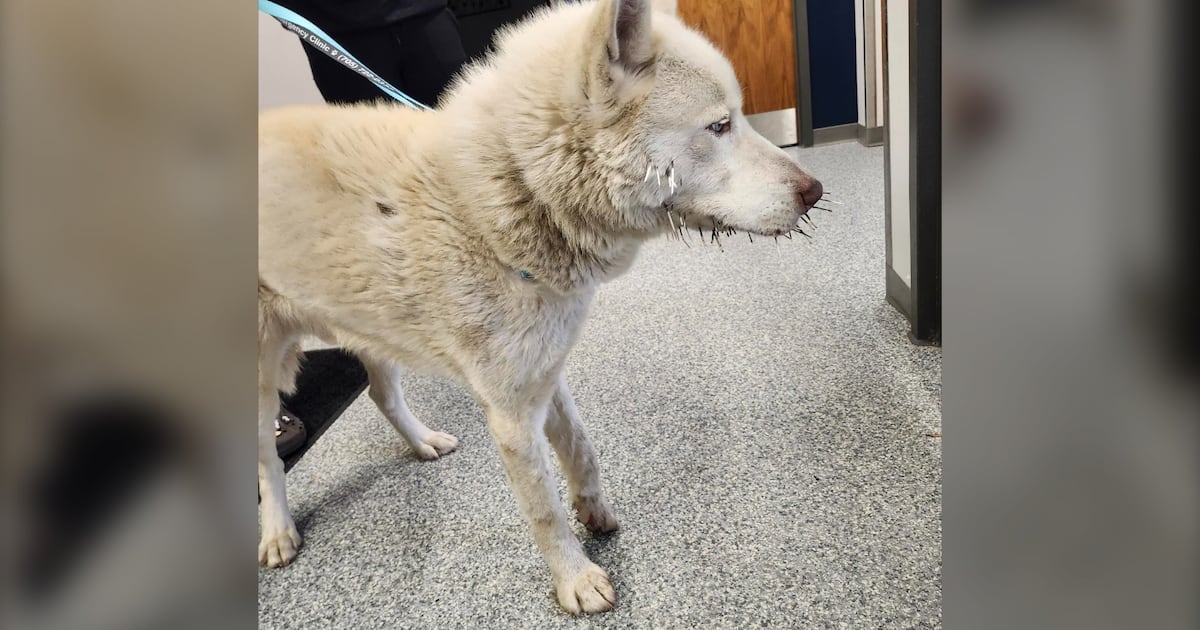 Wandering dog rescued and rehomed after injury from porcupine quills