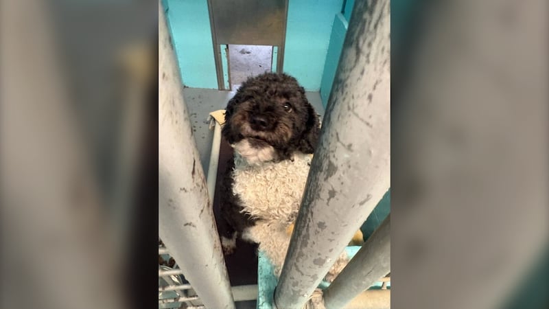 Photos released by BC Highway Patrol show a dog waiting to be returned to their owners.