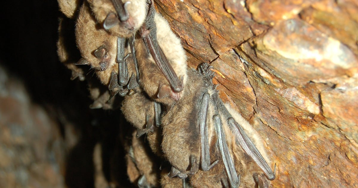 Canada bat populations bouncing back, say experts