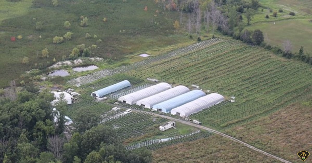 Illicit cannabis seized on Tyendinaga Mohawk Territory
