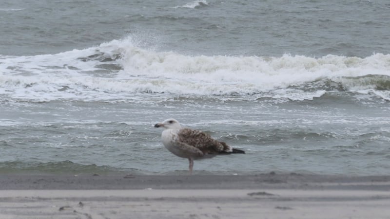 Seagulls could be the reason swimmers leave the beach with diarrhea or nausea. Here is why