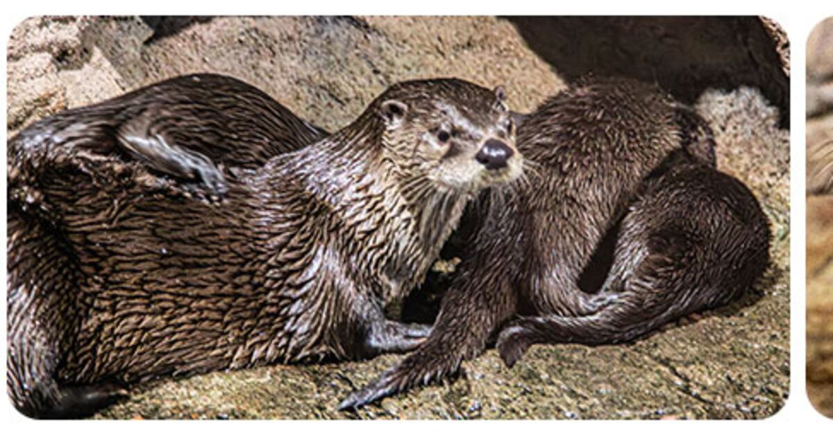 Toronto Zoo unveils names of river otter pups