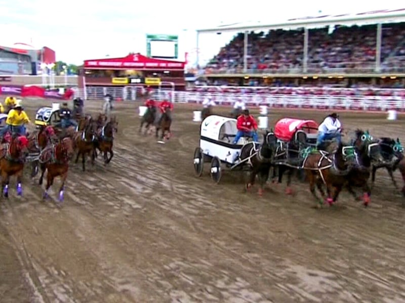 Horse injured during chuckwagon races but X-rays show no fractures: Stampede CEO