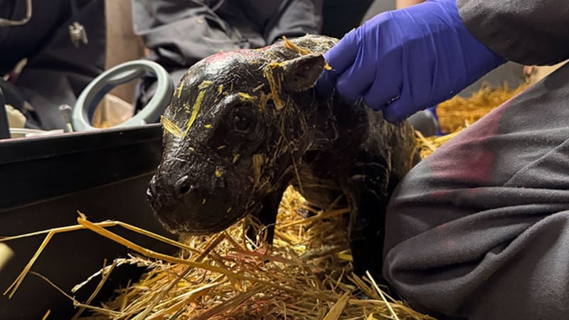 Endangered pygmy hippopotamus born at Toronto Zoo