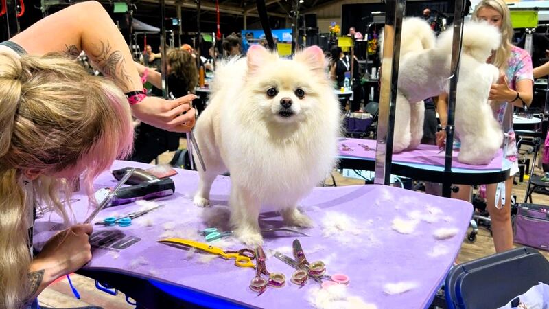 Mastergroom Canada 2025 takes place at Spruce Meadows July 25-27.