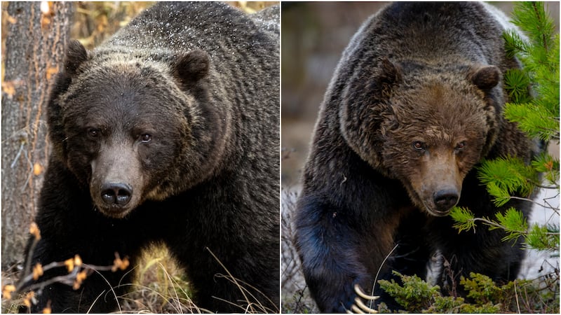 Bear 122, a large male grizzly known by locals as 'The Boss,' is seen in Banff. (Jason Leo Bantle/All in the Wild Photography)