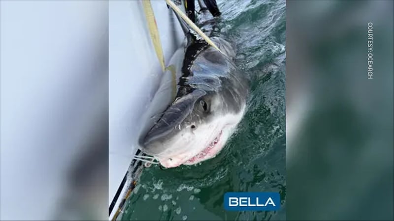 Bella, the great white shark spotted near Mabou, N.S., is pictured. (Courtesy of OCEARCH)