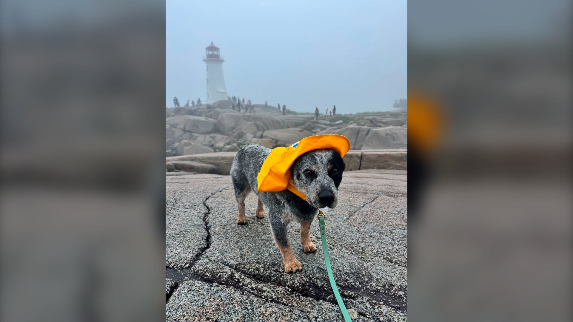 A dog wears a fisherman's hat.