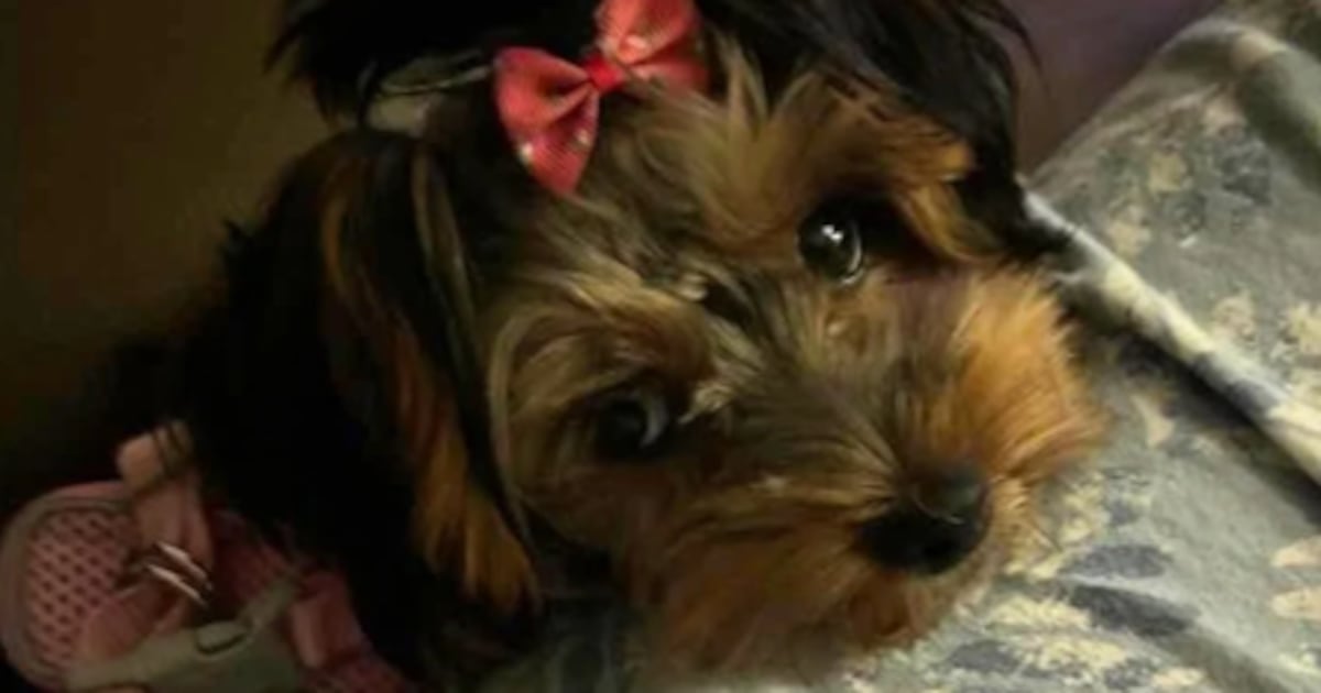 Maple Express | October 2, 2026 — Ontario Woman Mourns Dog Killed in Attack Inside Her Home